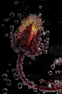 Flowerbath 1